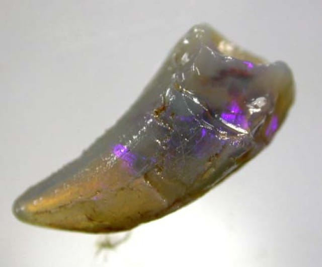 dent fossilisé